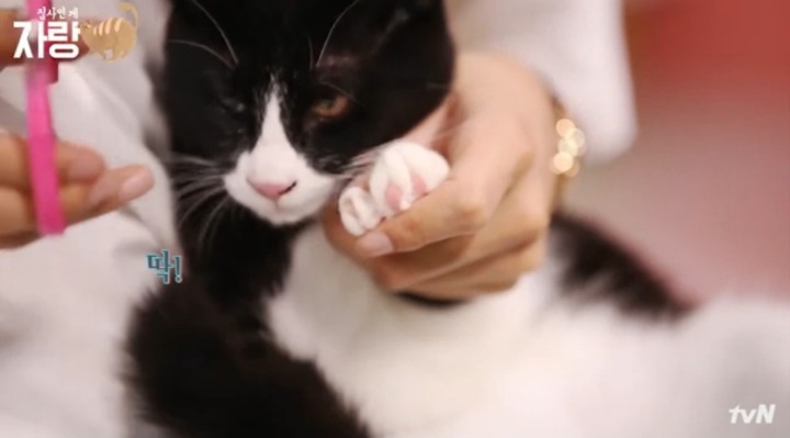 [집사인게자랑] 평화로운 고양이 발톱 자르기.jpg | 인스티즈
