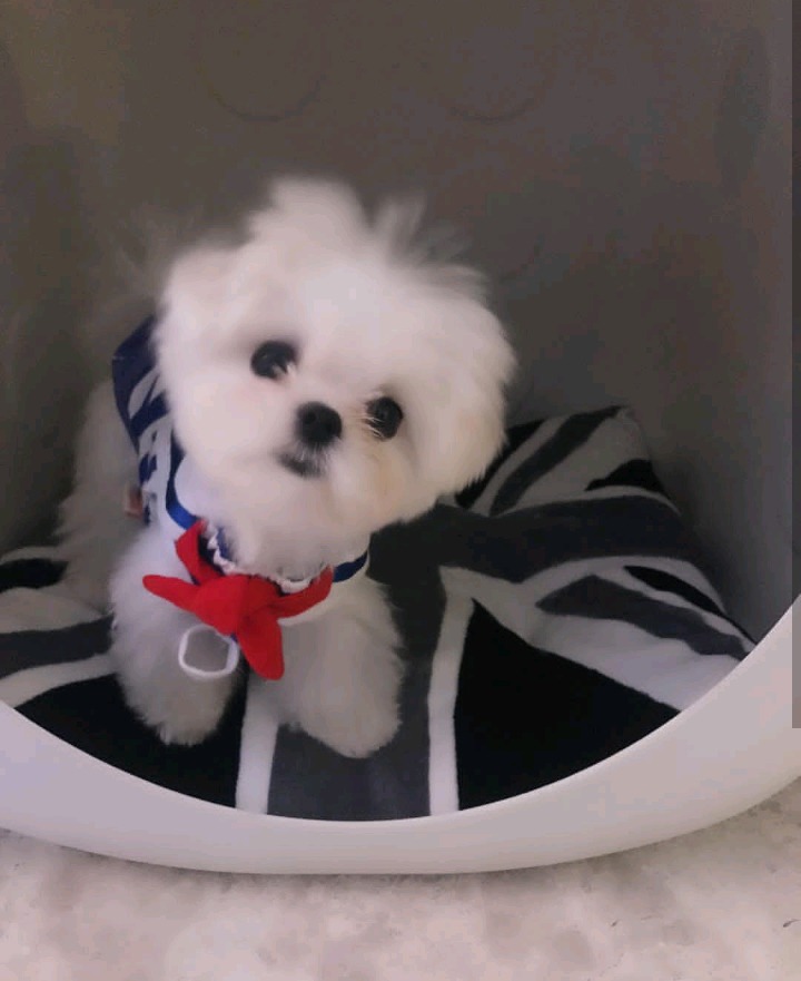 슈퍼주니어 이특이 키우는 반려견 심쿵이.jpg | 인스티즈