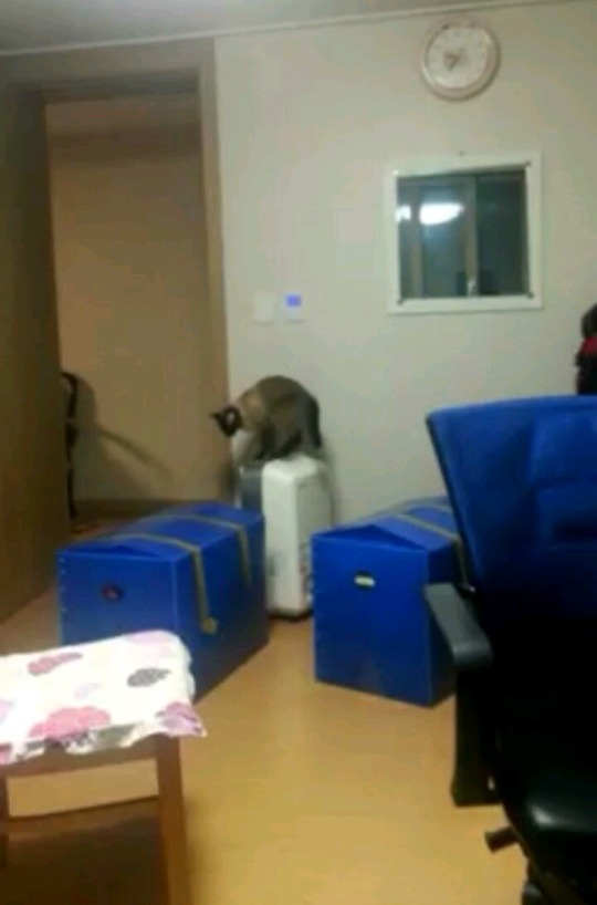 춥다고 보일러 직접 켜버리는 고양이.jpg | 인스티즈