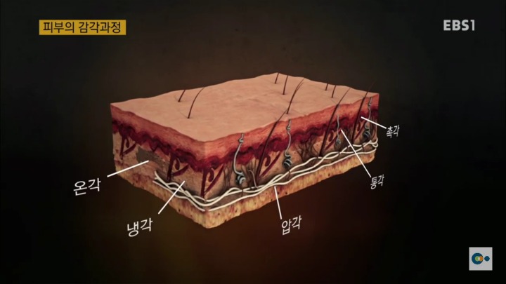 아픔을 느낄 수 없다면 좋은걸까? 무통증 환자 삼남매 이야기. #2 | 인스티즈