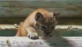 집 나갔다가 엄마한테 목덜미 물리는 스라소니.gif | 인스티즈