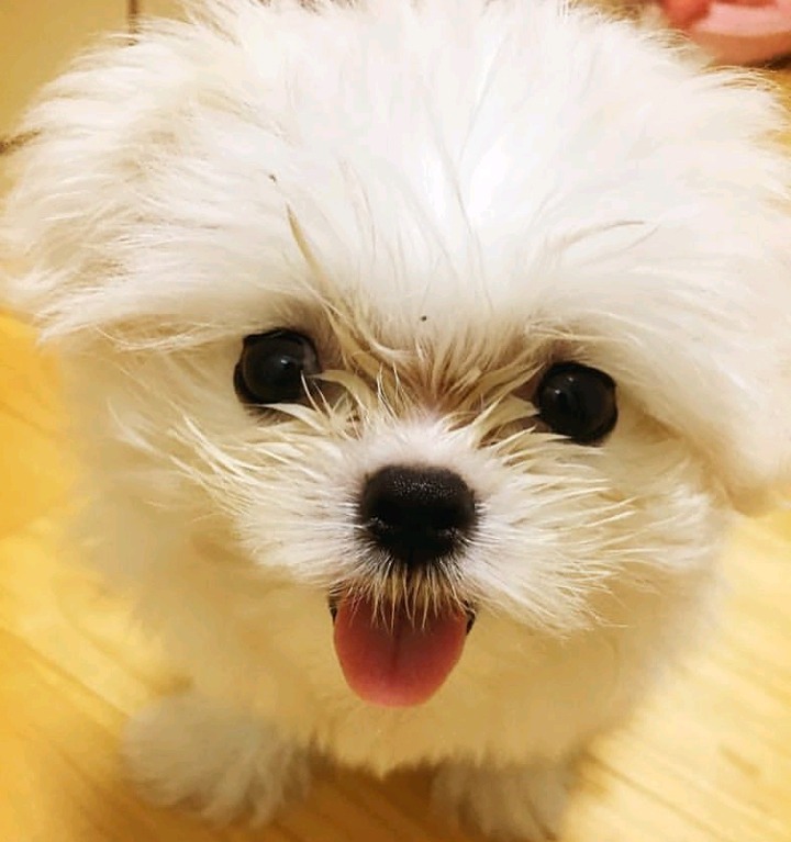 슈퍼주니어 이특이 키우는 반려견 심쿵이.jpg | 인스티즈