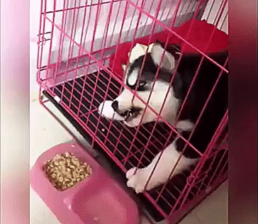 강아지 가둬놓고 먹이 못먹게 하는 주인 | 인스티즈
