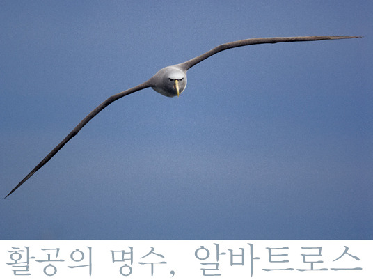 알바트로스 이미지