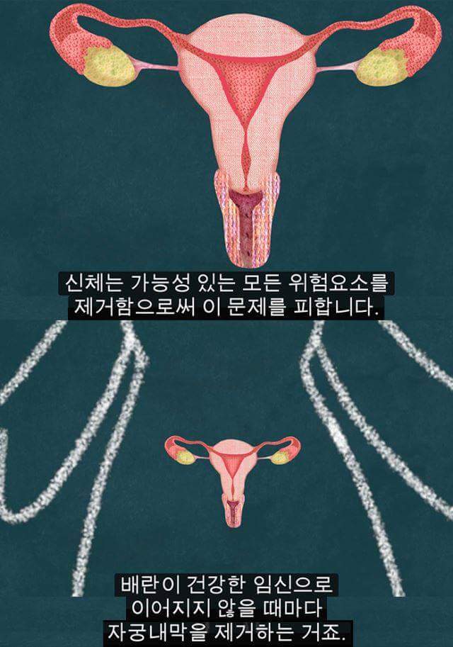 생리를 자궁이 임신을 기다리다가 임신을 하지 못해 실패한 것이라고 배우는 건 철저히 가부장적, 남성중심적 사고이다 | 인스티즈