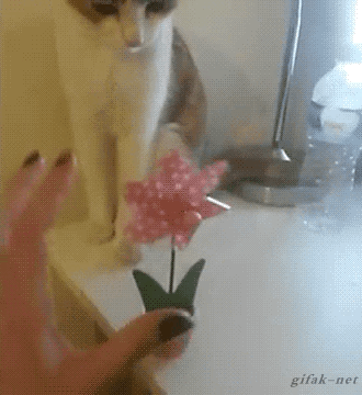 냥이에게 선물을 줬다.gif | 인스티즈