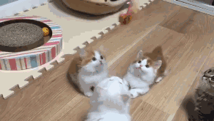 주말이니까 심장한번 부시고 가자 (feat.고양이) | 인스티즈