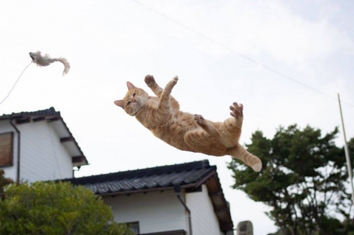 현자타임 온 고양이.jpg | 인스티즈