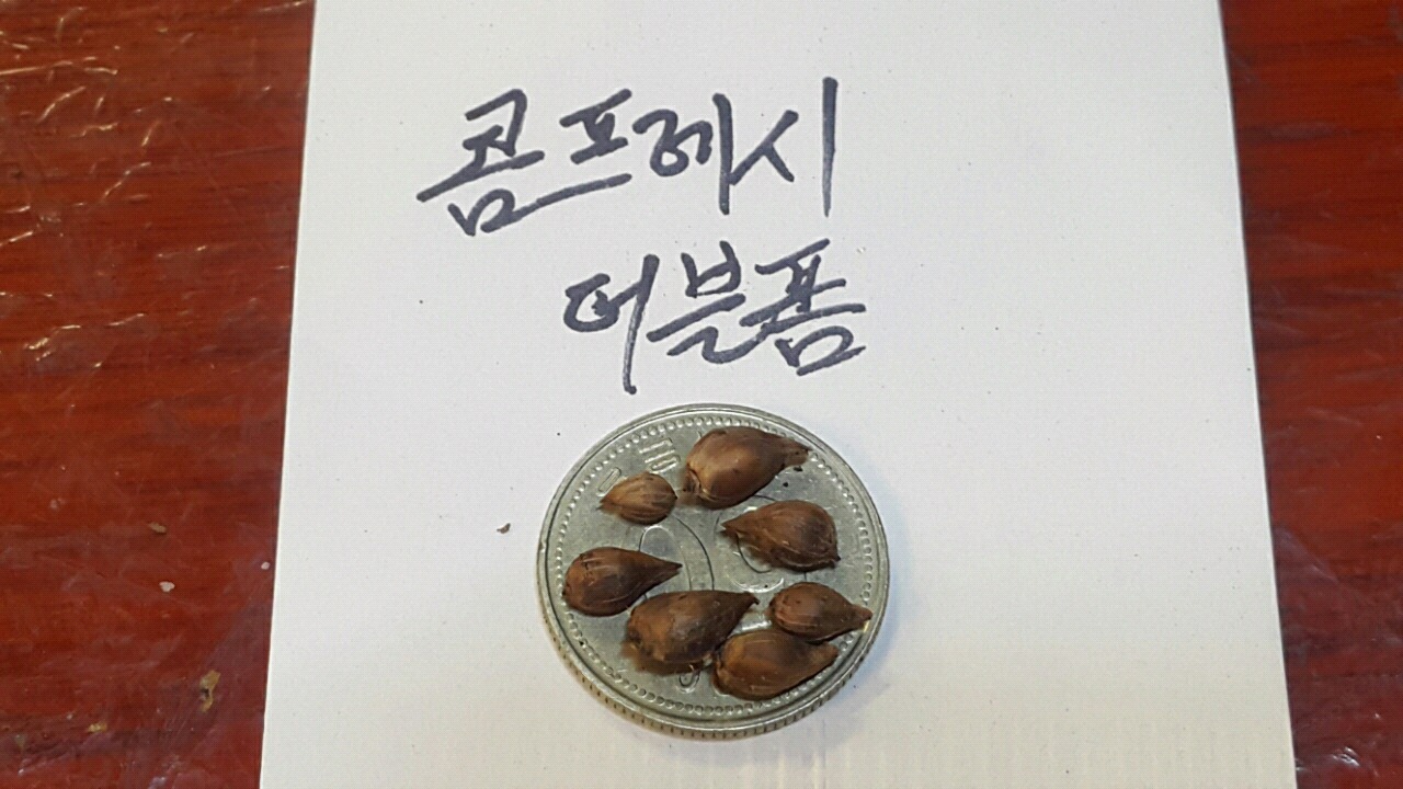더블프레쉬 이미지
