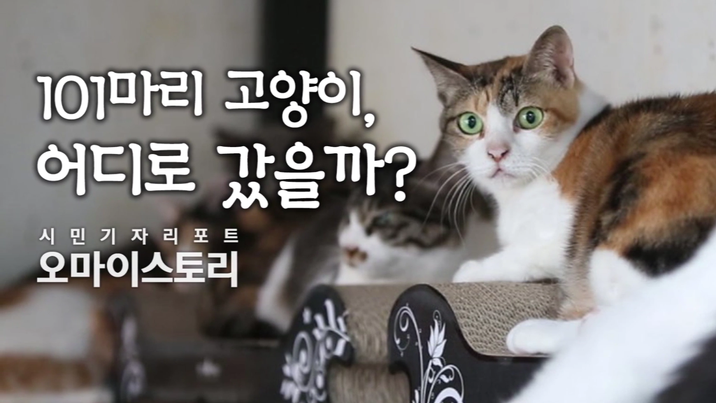 마산 애니멀 호더에게서 구조한 50여마리의 고양이들에게 손길을 내밀어주세요! 곧 쉼터가 폐쇄되어 아이들이 갈 곳이 없습니다 | 인스티즈