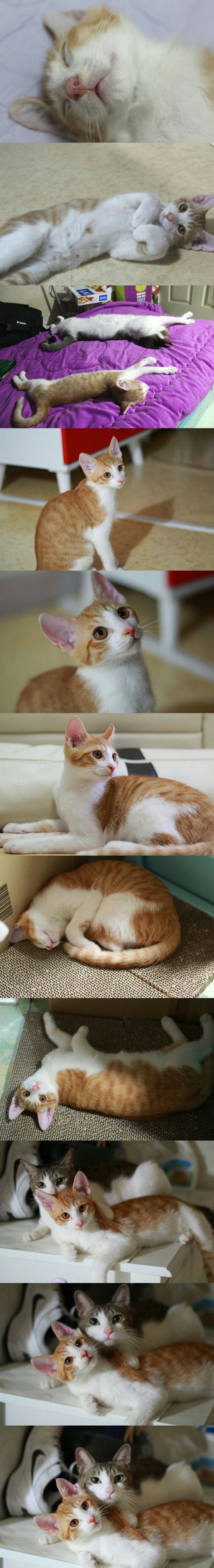 길고양이 성장기 (힐링자료) | 인스티즈