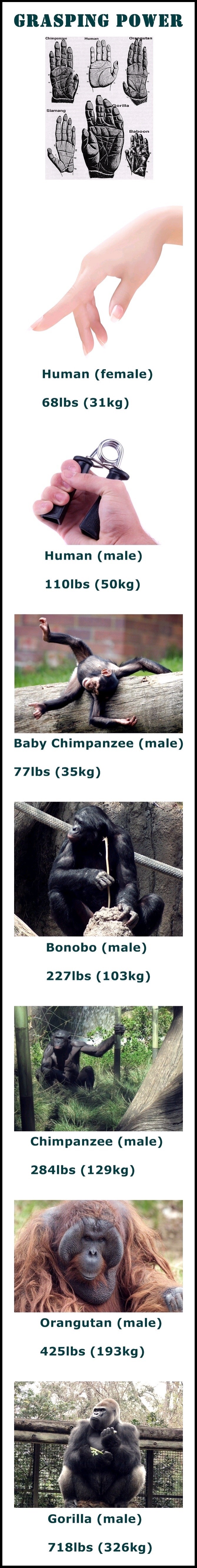 유인원 악력 비교 | 인스티즈