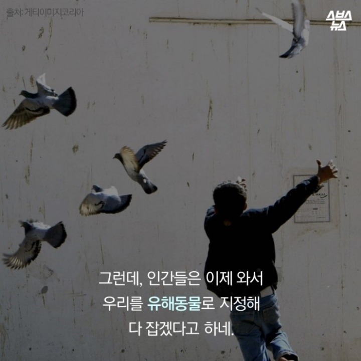 데려온 것도 인간이고 유해동물 취급도 인간이 하네-비둘기는 억울하다 | 인스티즈