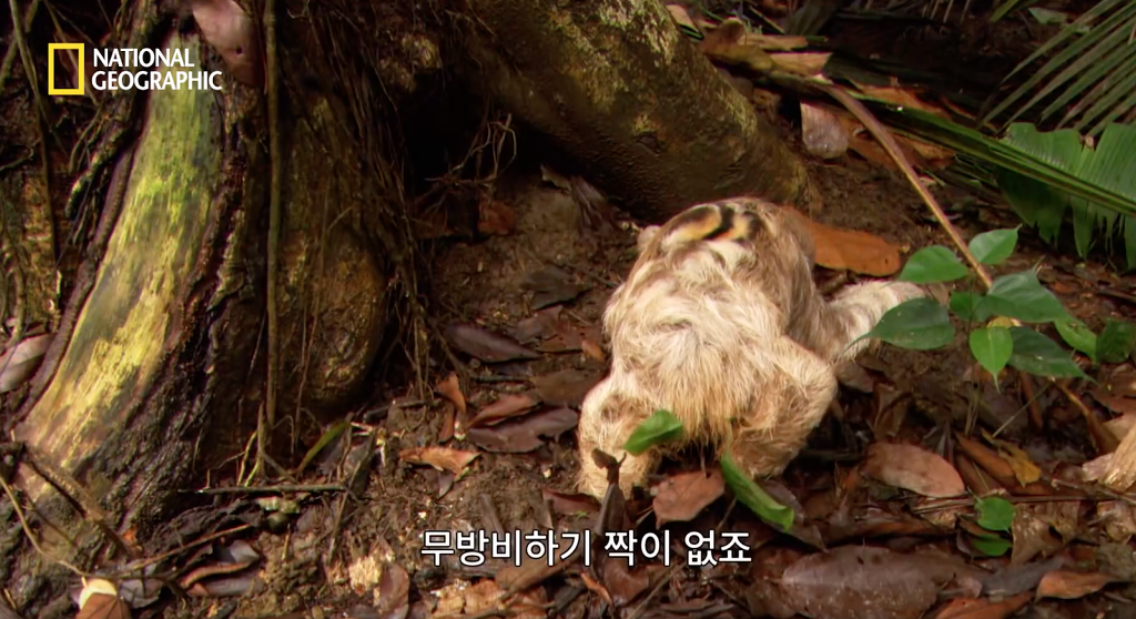 나무늘보 미워하지 않았으면 좋겠는 이유...jpg | 인스티즈