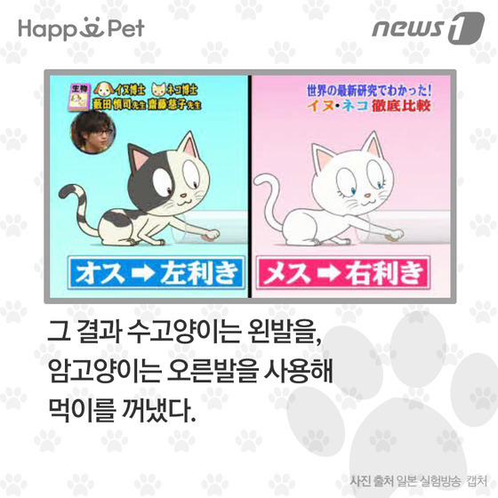 우리 개·고양이는 왼발잡이? 오른발잡이? | 인스티즈