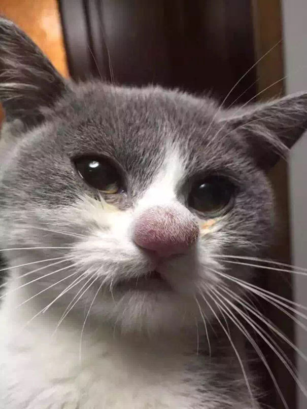 벌에쏘인 고양이 | 인스티즈